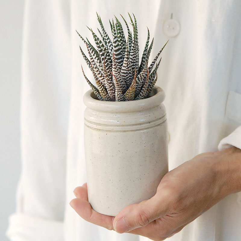『 HOLIDAY SELECTION 』Haworthia十二の巻 x antique pot