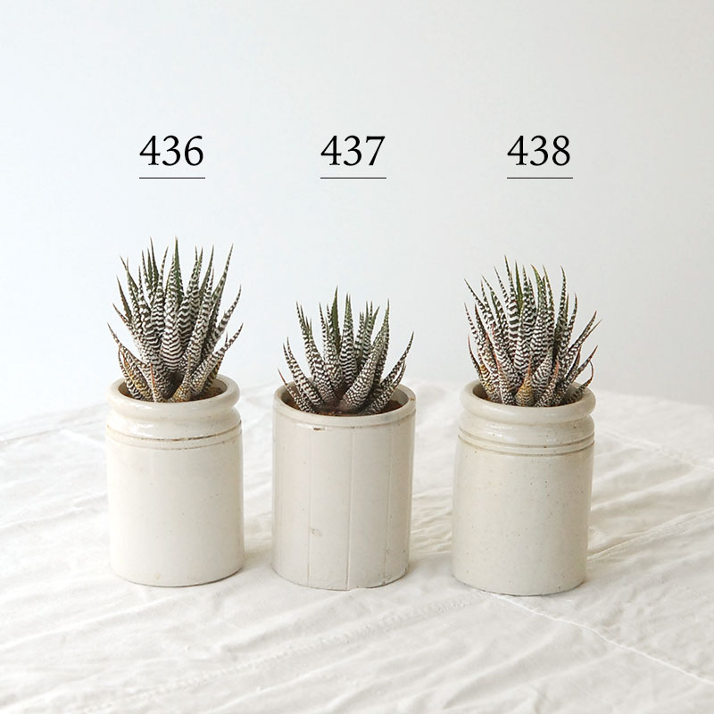 『 HOLIDAY SELECTION 』Haworthia十二の巻 x antique pot