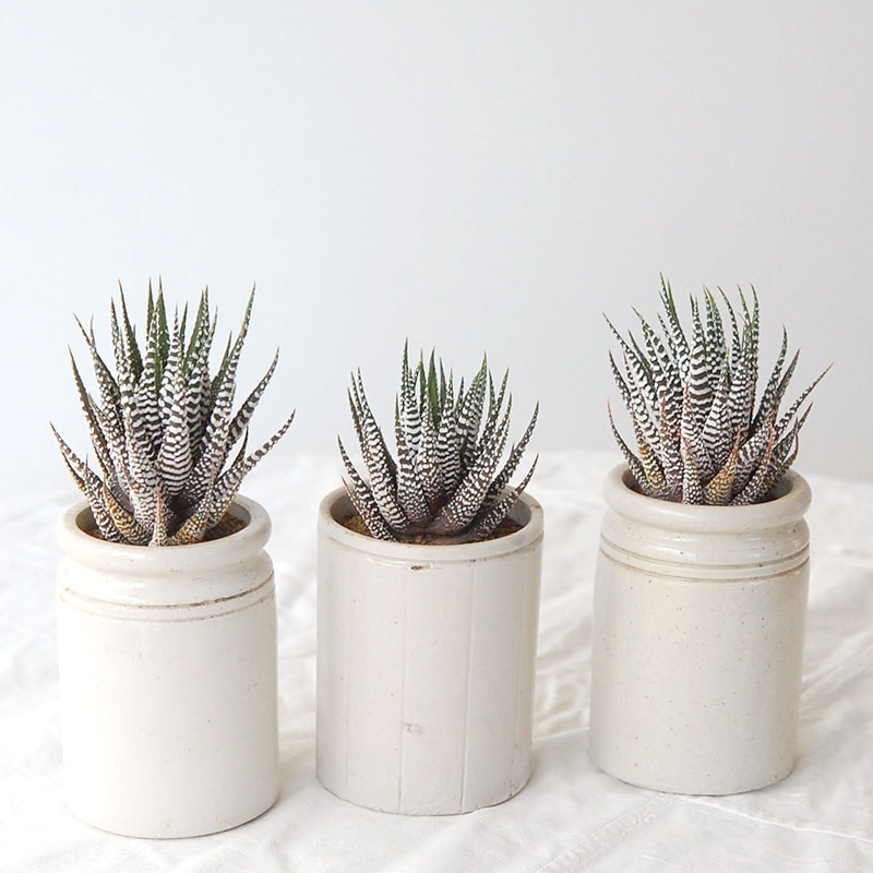 『 HOLIDAY SELECTION 』Haworthia十二の巻 x antique pot