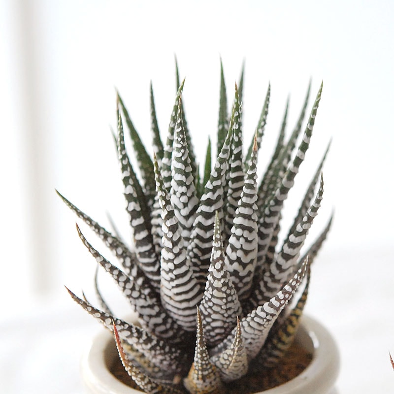 『 HOLIDAY SELECTION 』Haworthia十二の巻 x antique pot