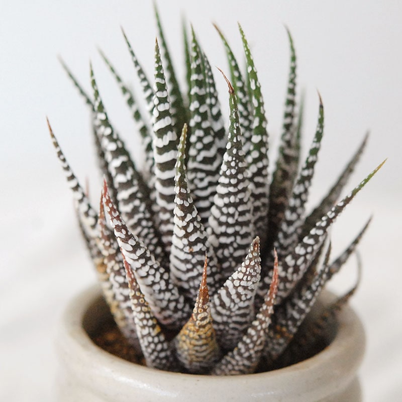 『 HOLIDAY SELECTION 』Haworthia十二の巻 x antique pot