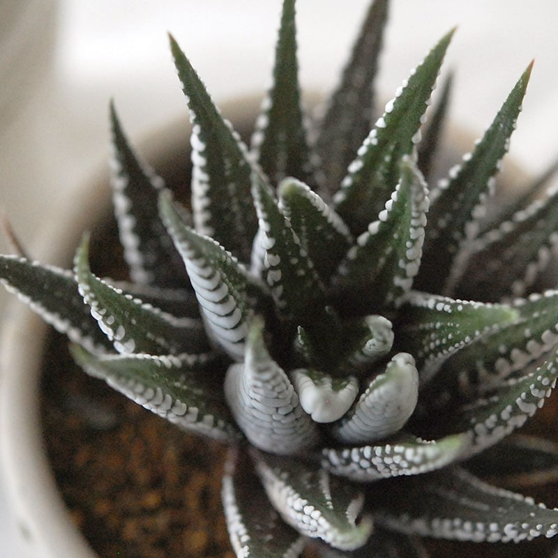 『 HOLIDAY SELECTION 』Haworthia十二の巻 x antique pot