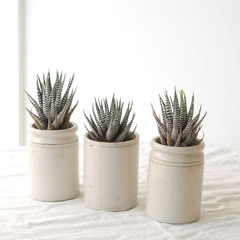 『 HOLIDAY SELECTION 』Haworthia十二の巻 x antique pot