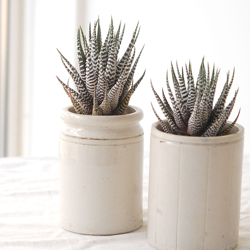 『 HOLIDAY SELECTION 』Haworthia十二の巻 x antique pot