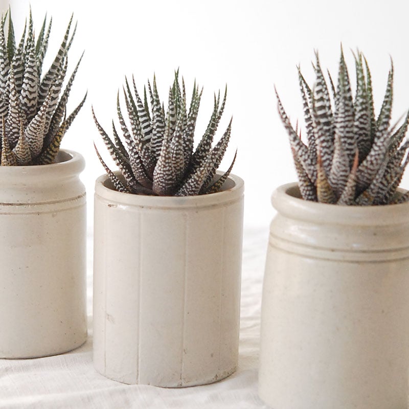 『 HOLIDAY SELECTION 』Haworthia十二の巻 x antique pot