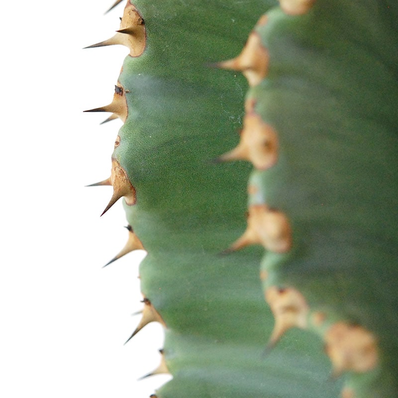 Euphorbia abyssinica x sand pot L