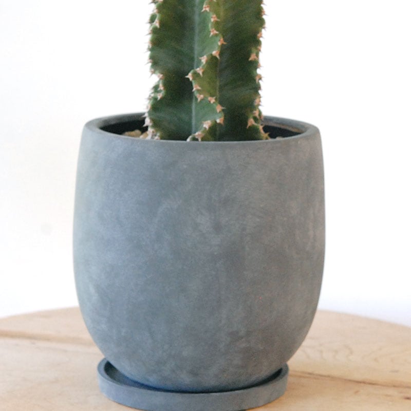 Euphorbia abyssinica x sand pot L