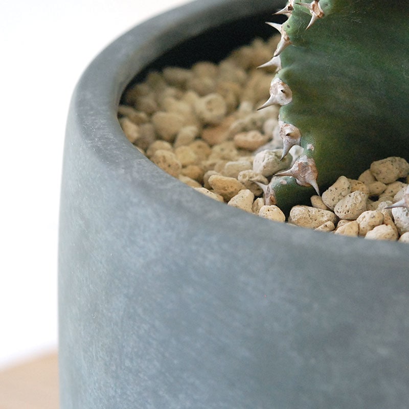 Euphorbia abyssinica x sand pot L