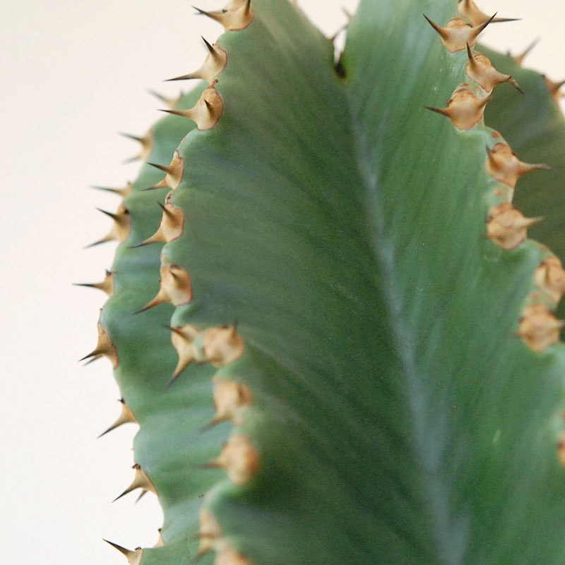 Euphorbia abyssinica x sand pot L
