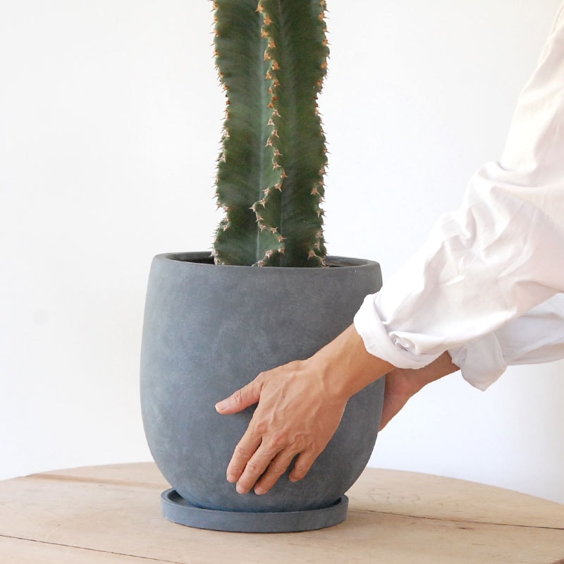 Euphorbia abyssinica x sand pot L