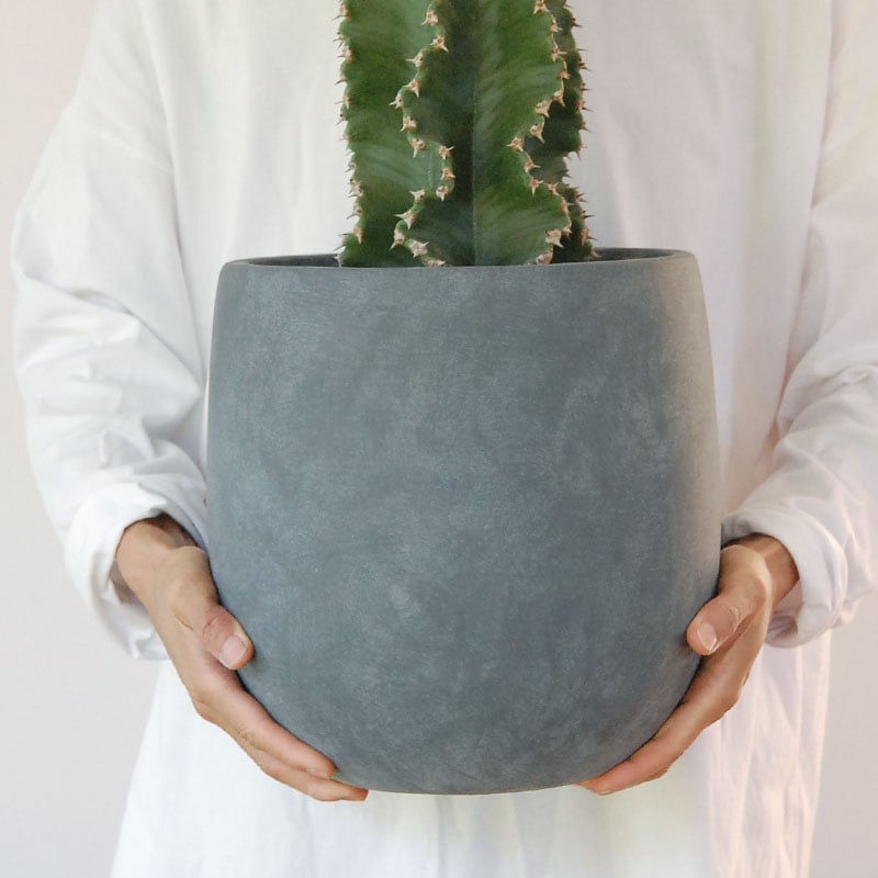 Euphorbia abyssinica x sand pot L