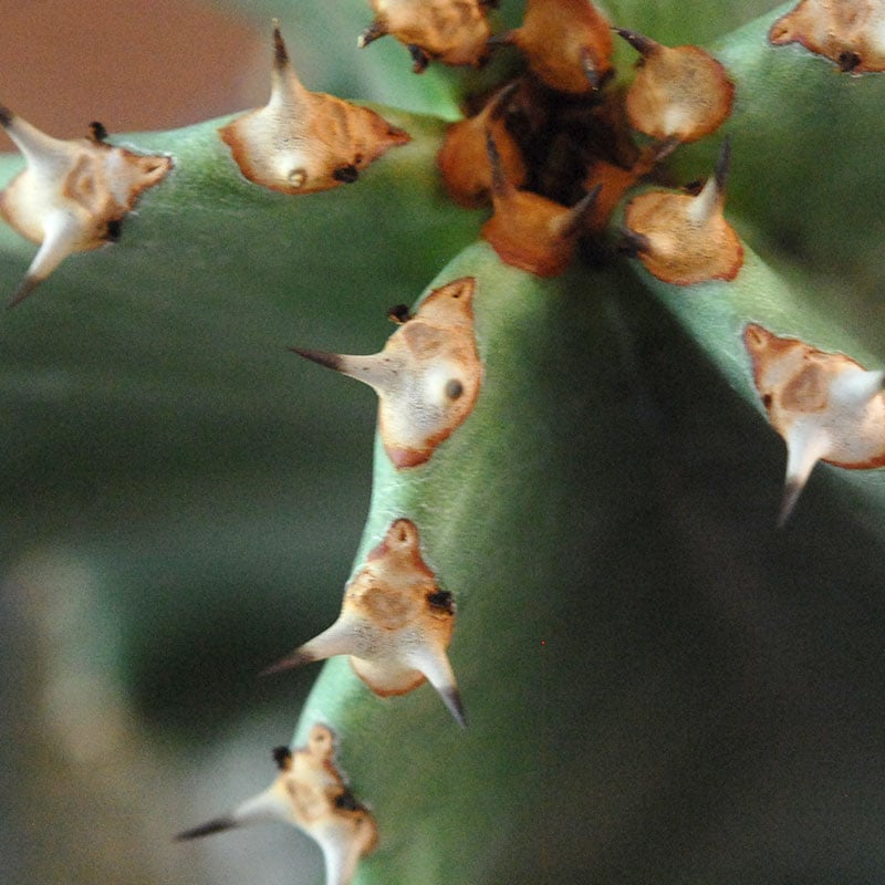 Euphorbia abyssinica x sand pot L