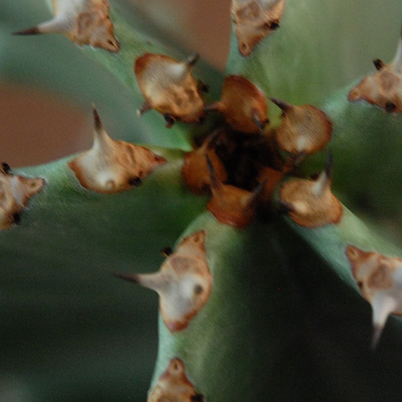 Euphorbia abyssinica x sand pot L
