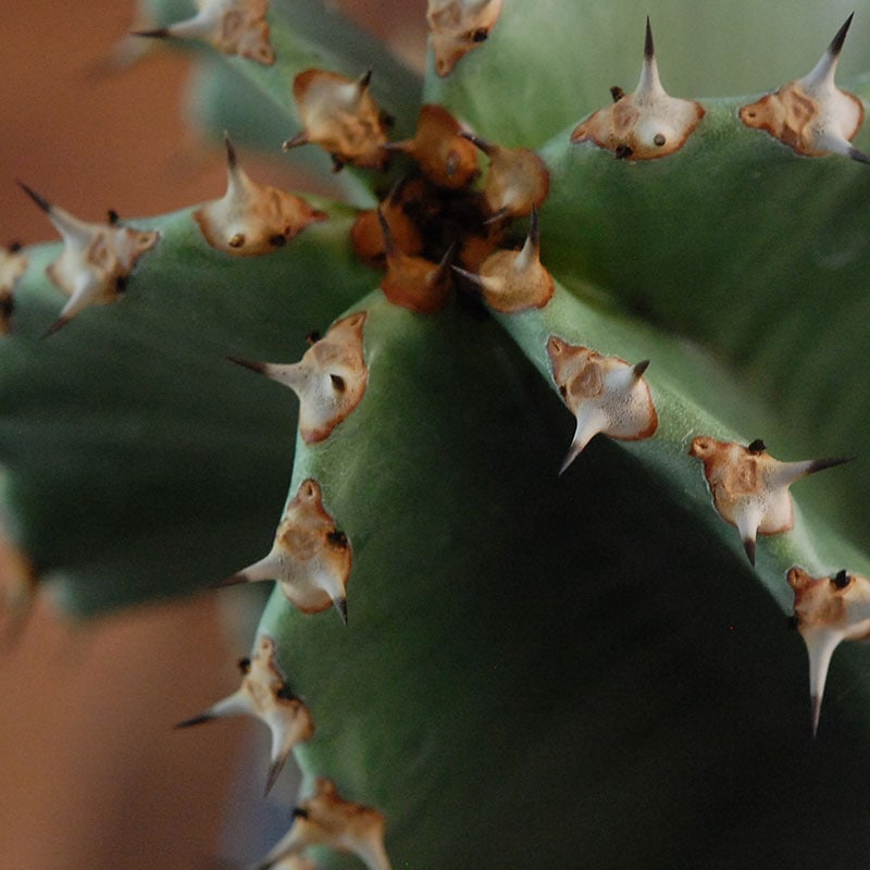 Euphorbia abyssinica x sand pot L