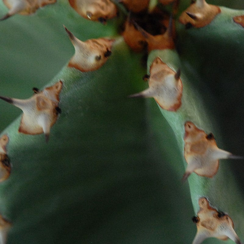 Euphorbia abyssinica x sand pot L