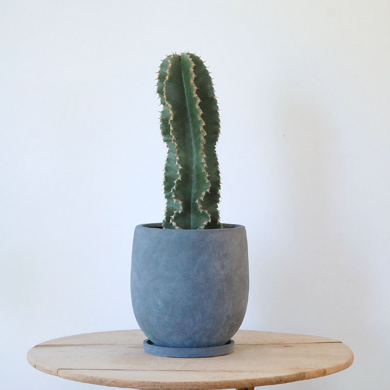 Euphorbia abyssinica x sand pot L