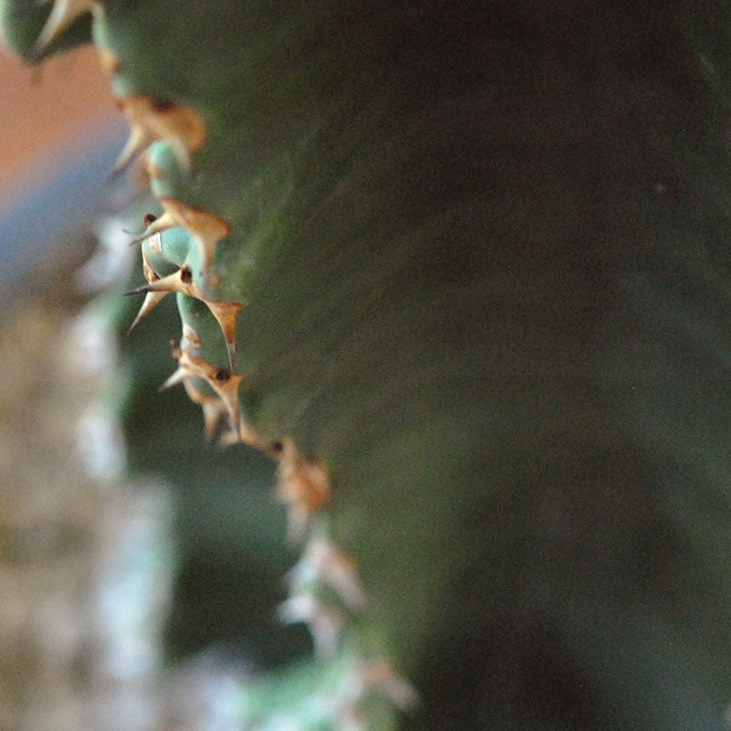 Euphorbia abyssinica x sand pot L