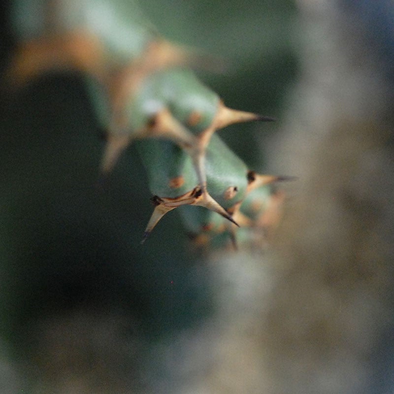Euphorbia abyssinica x sand pot L