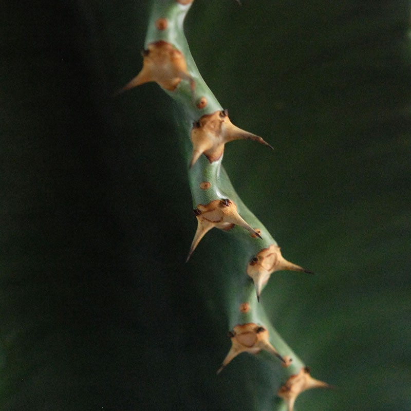 Euphorbia abyssinica x sand pot L