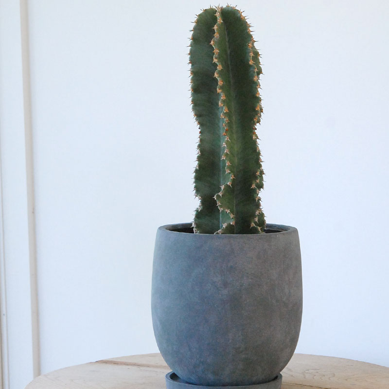 Euphorbia abyssinica x sand pot L