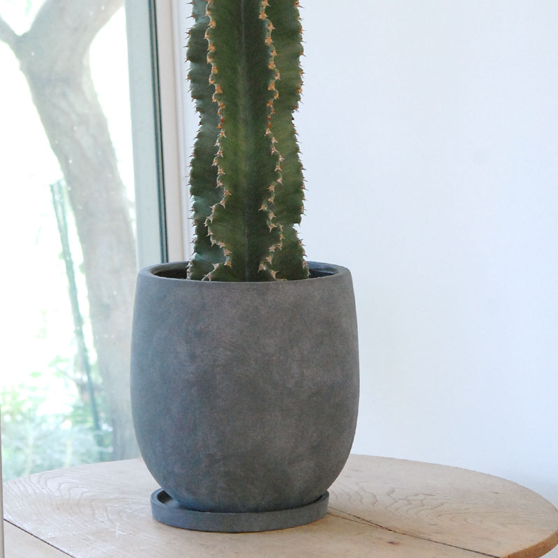 Euphorbia abyssinica x sand pot L