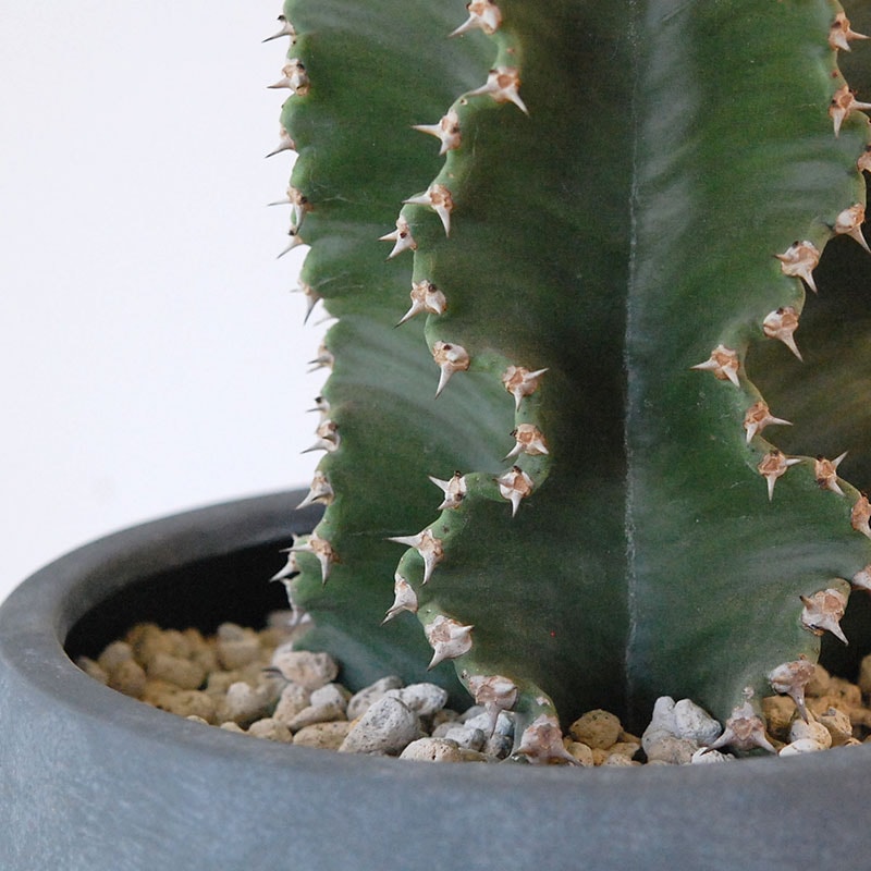 Euphorbia abyssinica x sand pot L