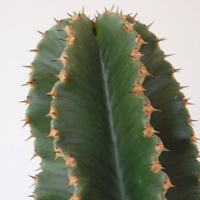 Euphorbia abyssinica x sand pot L