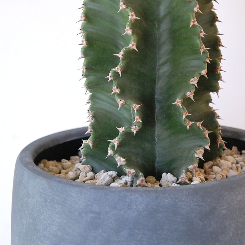 Euphorbia abyssinica x sand pot L