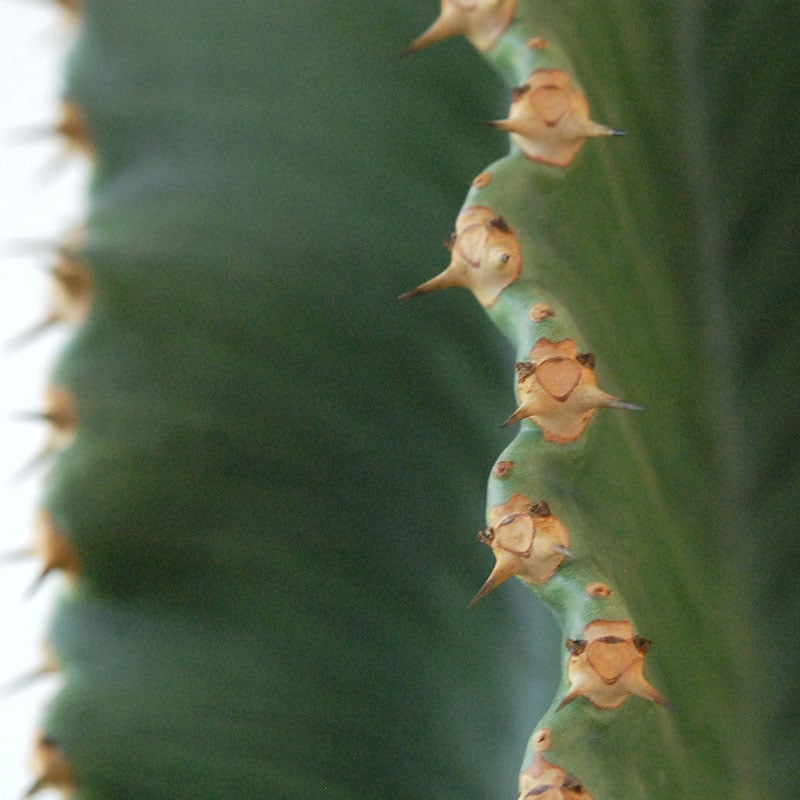 Euphorbia abyssinica x sand pot L
