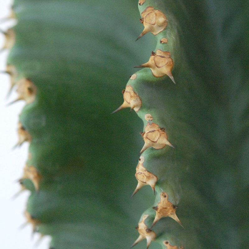Euphorbia abyssinica x sand pot L