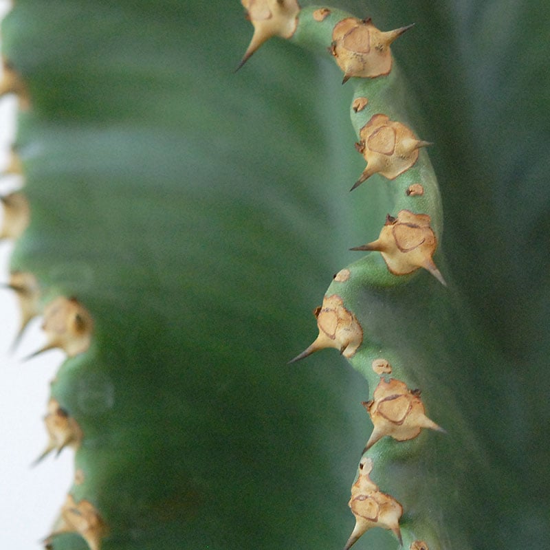 Euphorbia abyssinica x sand pot L