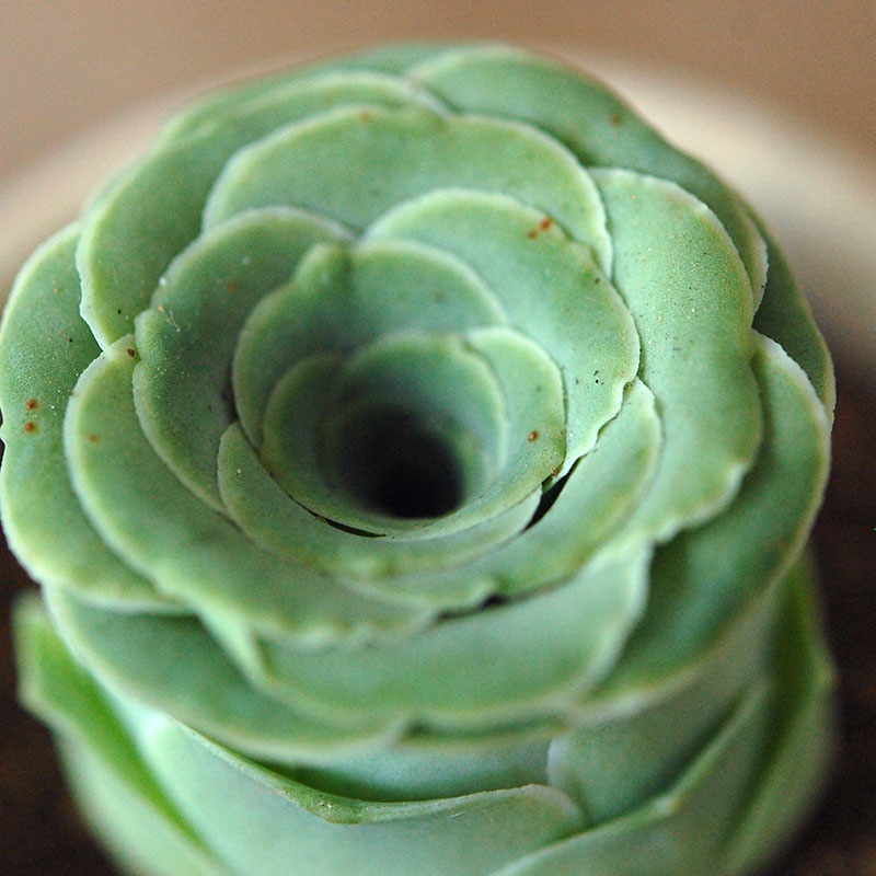 Aeonium オーレウム (旧グリーノビア) x antique イギリスジャー