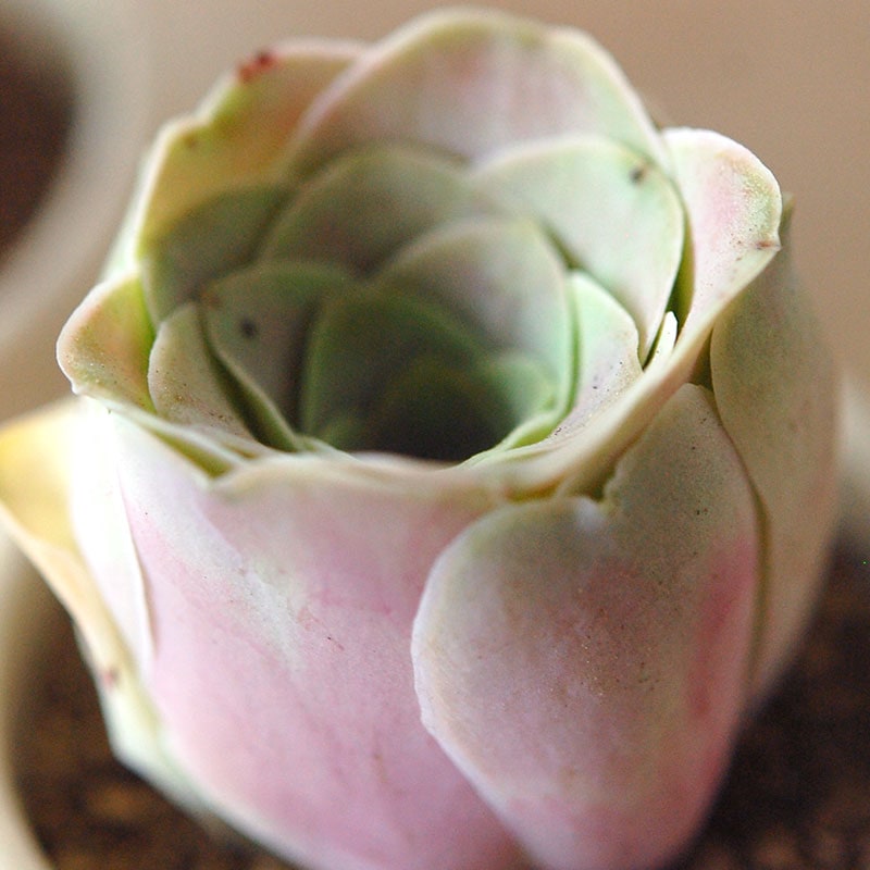 Aeonium オーレウム (旧グリーノビア) x antique イギリスジャー