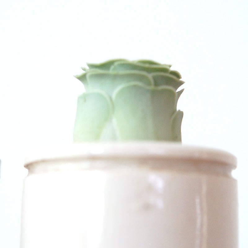 Aeonium オーレウム (旧グリーノビア) x antique イギリスジャー