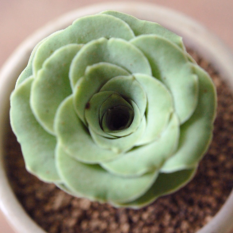 Aeonium オーレウム (旧グリーノビア) x antique イギリスジャー