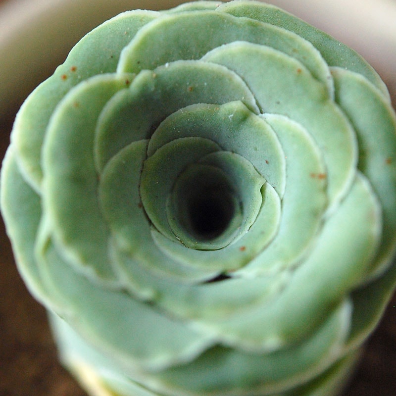 Aeonium オーレウム (旧グリーノビア) x antique イギリスジャー