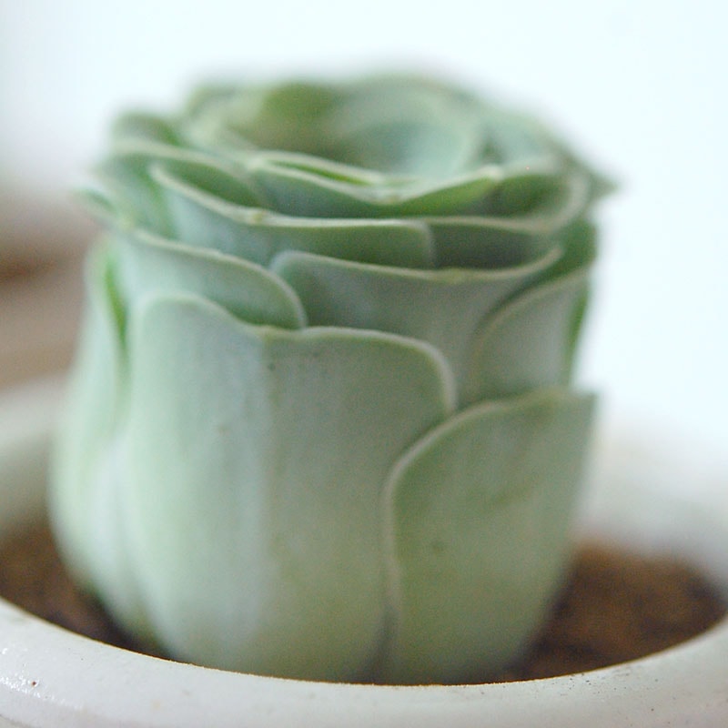 Aeonium オーレウム (旧グリーノビア) x antique イギリスジャー