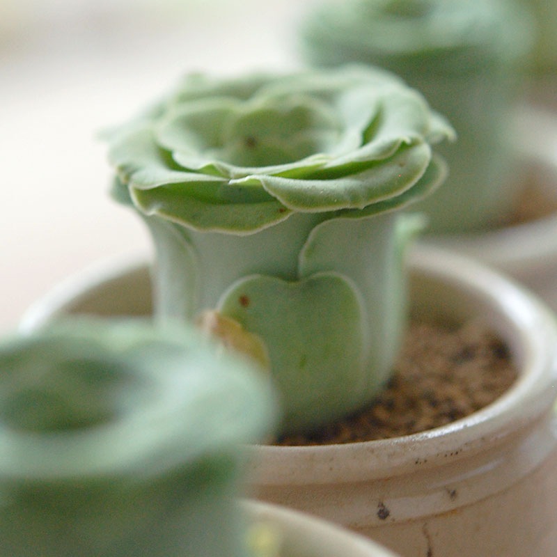 Aeonium オーレウム (旧グリーノビア) x antique イギリスジャー