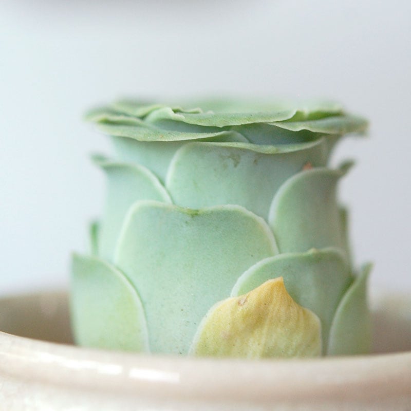Aeonium オーレウム (旧グリーノビア) x antique イギリスジャー