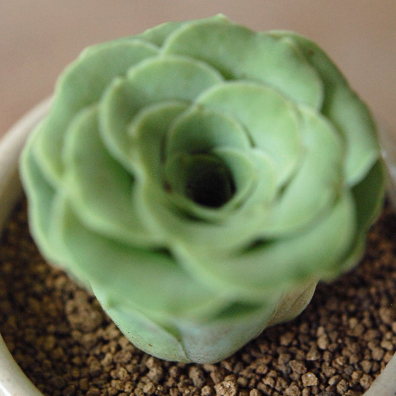 Aeonium オーレウム (旧グリーノビア) x antique イギリスジャー