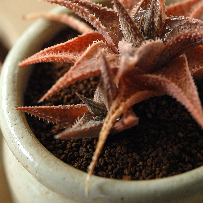 Aloe 鬼ヒトデ x antique pot