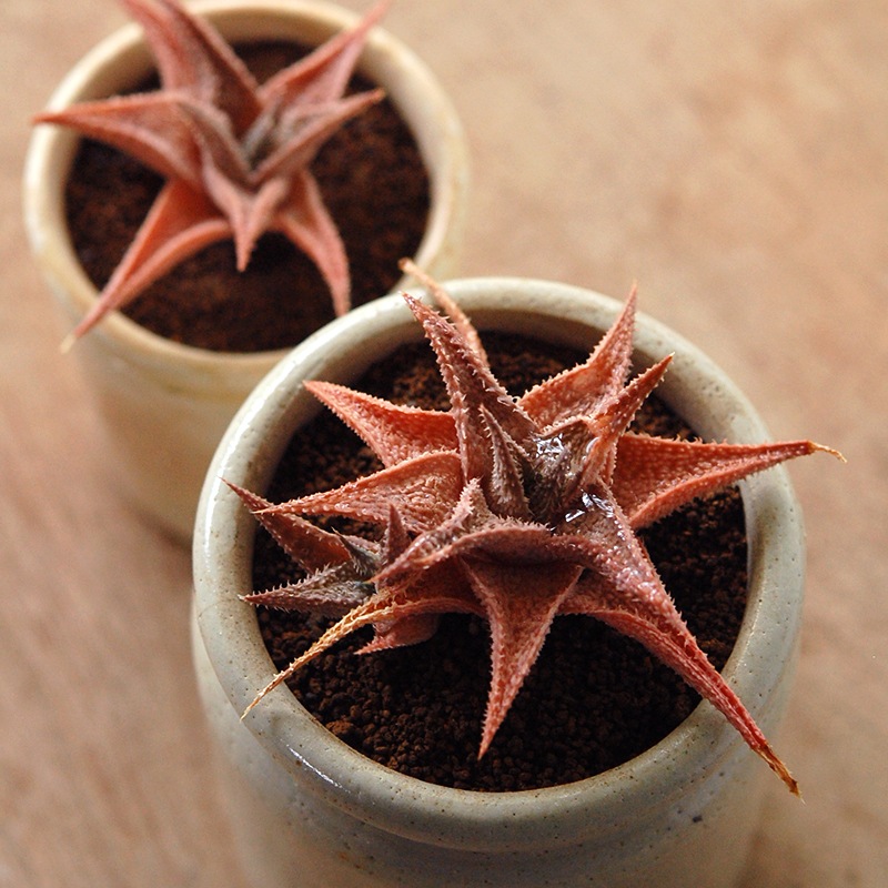 Aloe 鬼ヒトデ x antique pot