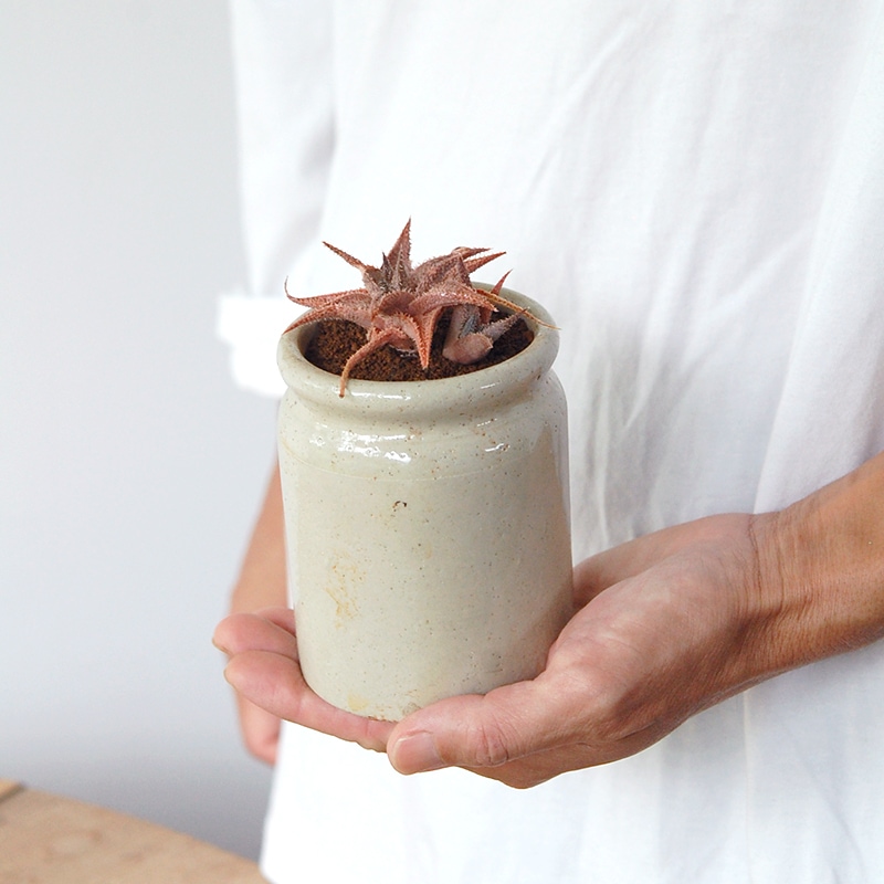 Aloe 鬼ヒトデ x antique pot