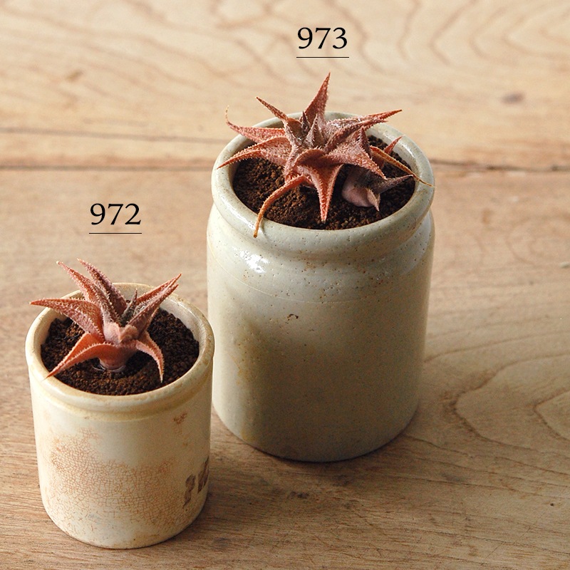 Aloe 鬼ヒトデ x antique pot