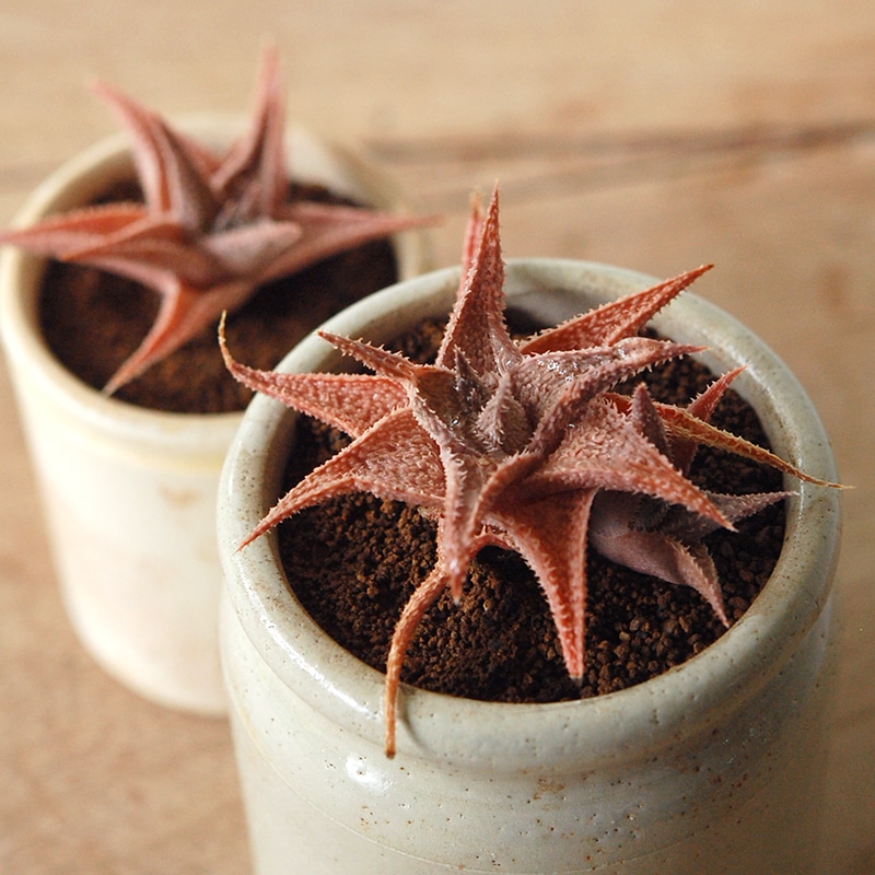 Aloe 鬼ヒトデ x antique pot