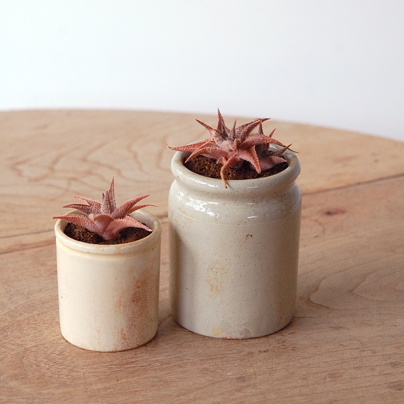 Aloe 鬼ヒトデ x antique pot