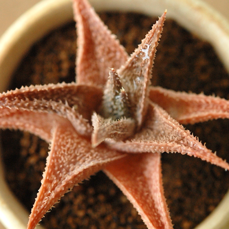 Aloe 鬼ヒトデ x antique pot