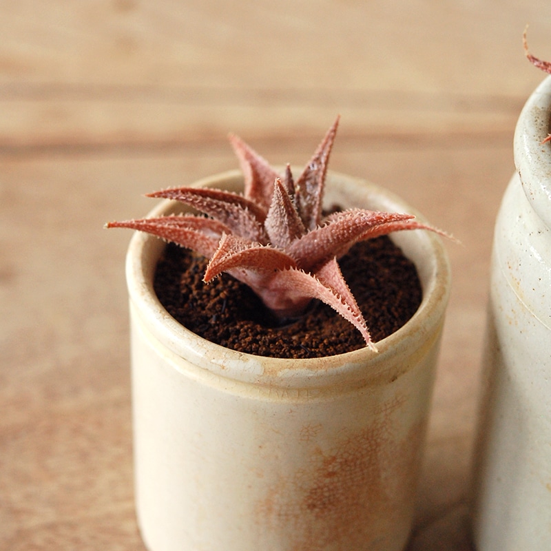 Aloe 鬼ヒトデ x antique pot