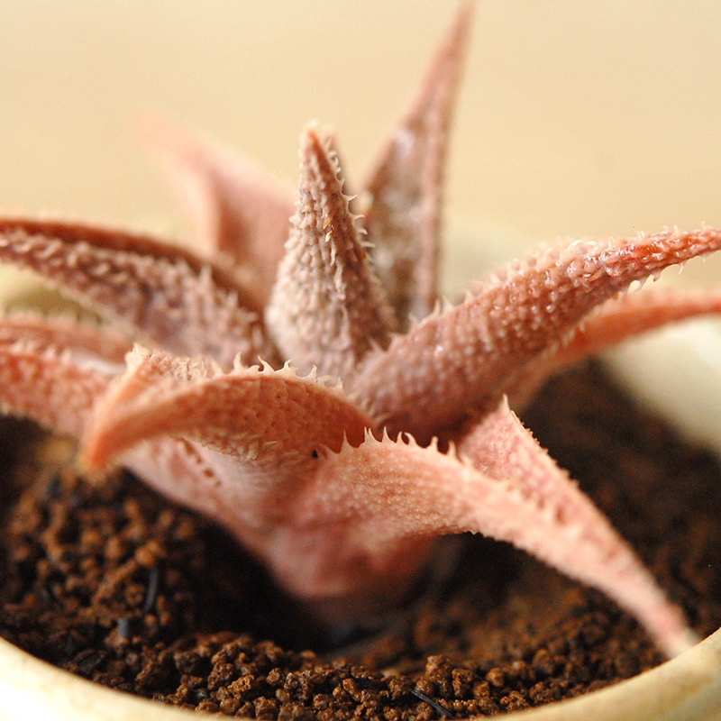 Aloe 鬼ヒトデ x antique pot