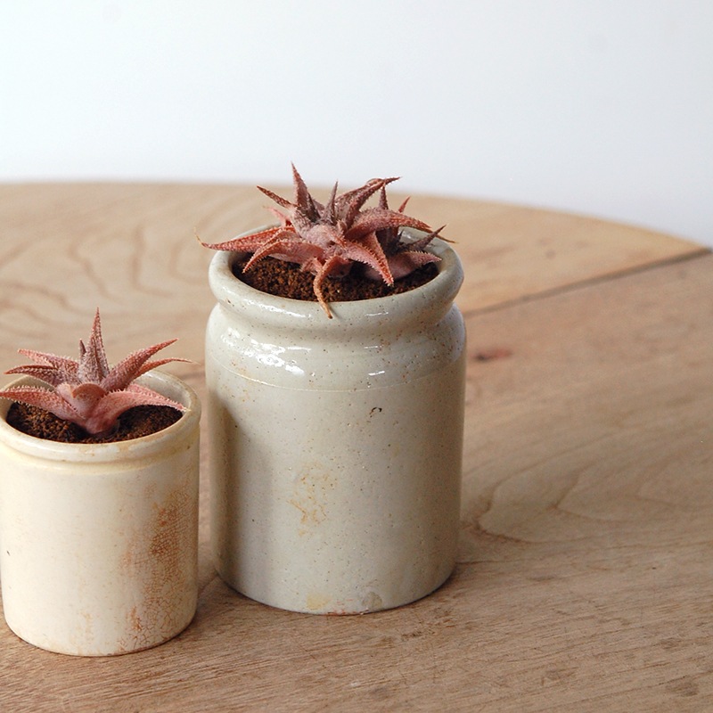 Aloe 鬼ヒトデ x antique pot